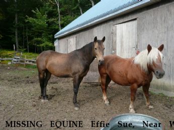 MISSING EQUINE Effie Sue, Near W. Chesterfield, NH, 03466